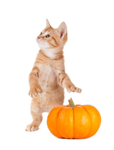 Cute Halloween Stickers for iMessage messages sticker-9