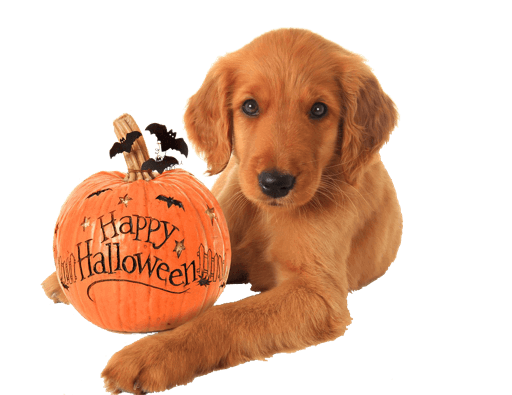 Cute Halloween Stickers for iMessage messages sticker-11