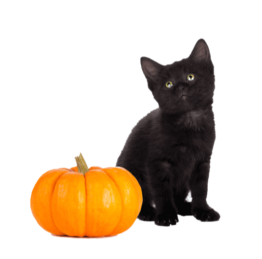 Cute Halloween Stickers for iMessage messages sticker-10