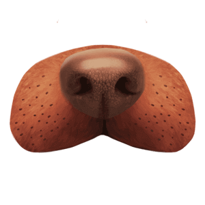 Snap Face Funny Stickers for iMessage messages sticker-11