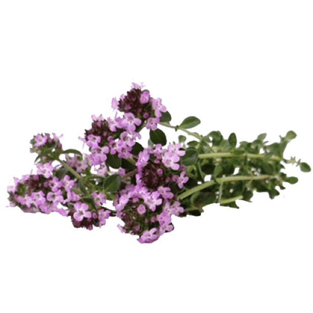 Spring Flowers Stickers for iMessage messages sticker-3