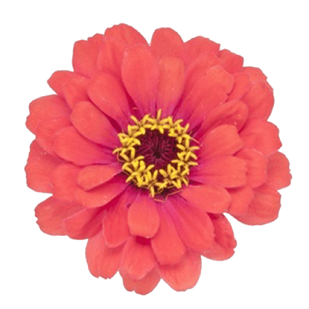 Spring Flowers Stickers for iMessage messages sticker-6