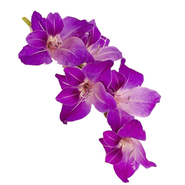 Spring Flowers Stickers for iMessage messages sticker-9