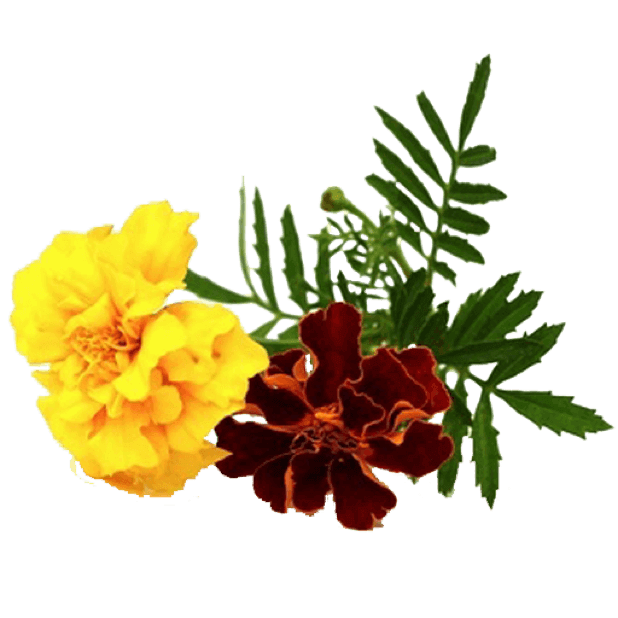 Spring Flowers Stickers for iMessage messages sticker-7