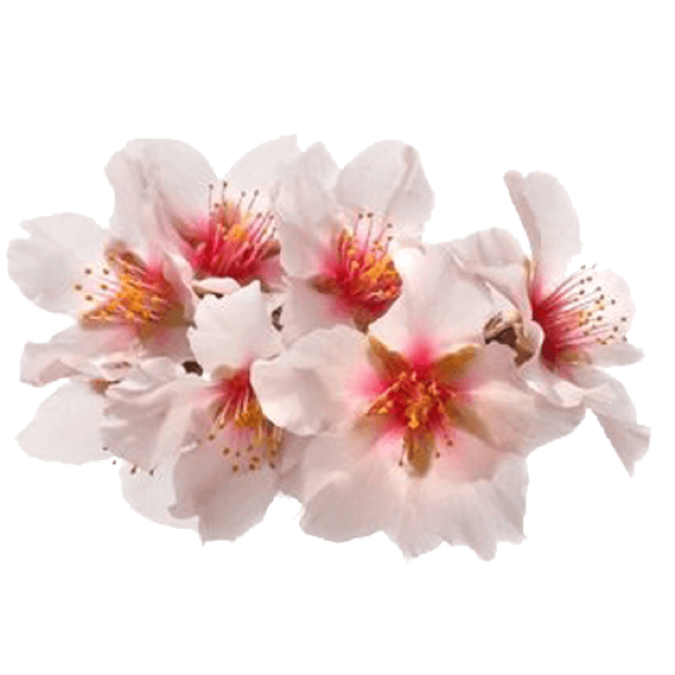 Spring Flowers Stickers for iMessage messages sticker-0
