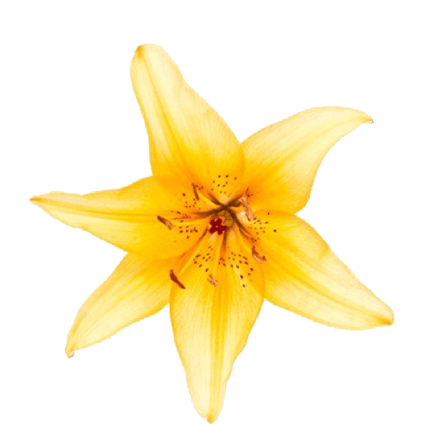 Spring Flowers Stickers for iMessage messages sticker-4