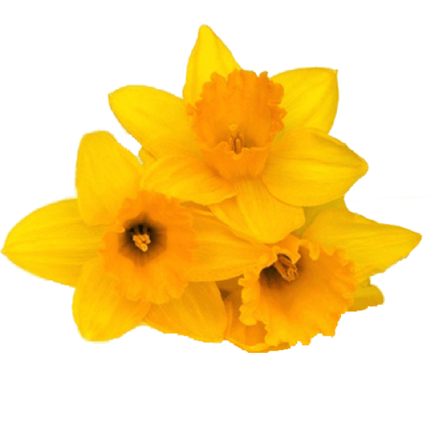 Spring Flowers Stickers for iMessage messages sticker-1