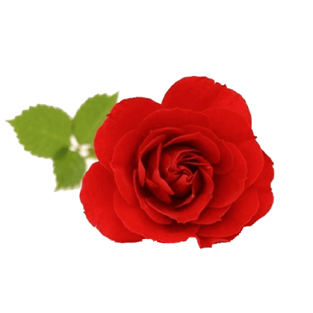 Spring Flowers Stickers for iMessage messages sticker-2