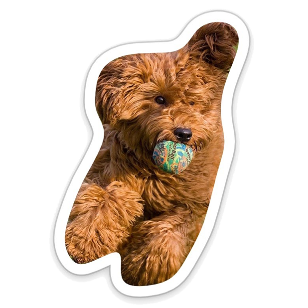 Louie - Dog Stickers for iMessage messages sticker-6