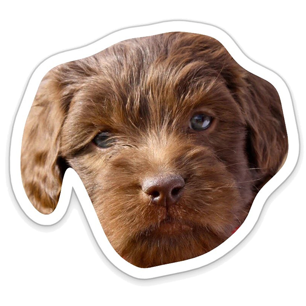 Louie - Dog Stickers for iMessage messages sticker-5