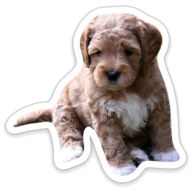 Louie - Dog Stickers for iMessage messages sticker-1