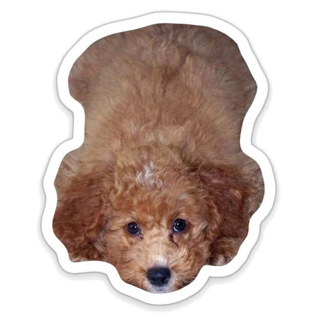 Louie - Dog Stickers for iMessage messages sticker-8