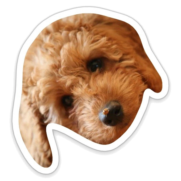 Louie - Dog Stickers for iMessage messages sticker-0