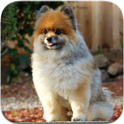 Captain Henry Gingersnaps messages sticker-8