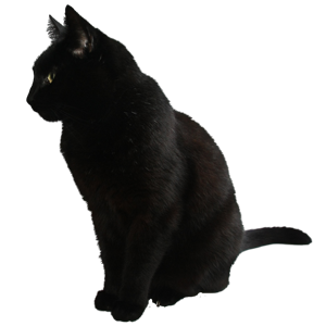 Cat Stickers messages sticker-3