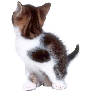 Cat Stickers messages sticker-9