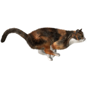 Cat Stickers messages sticker-11