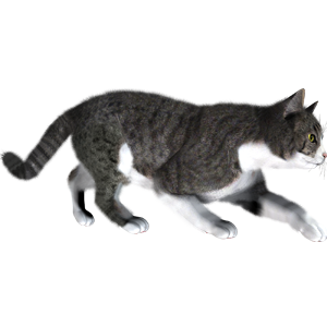 Cat Stickers messages sticker-10