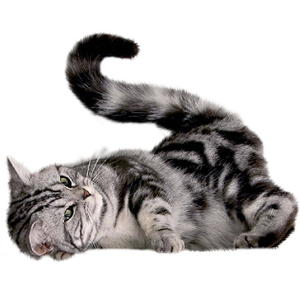 Cat Stickers messages sticker-7