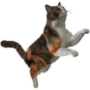 Cat Stickers messages sticker-6