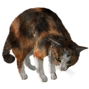 Cat Stickers messages sticker-2