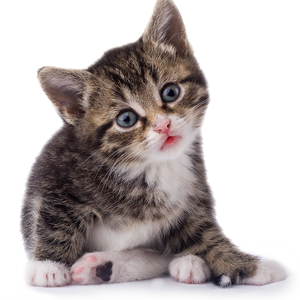 Cat Stickers messages sticker-8