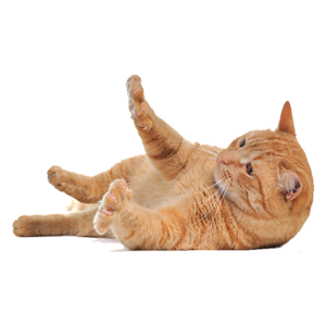 Cat Stickers messages sticker-1