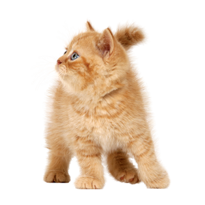 Cat Stickers messages sticker-10