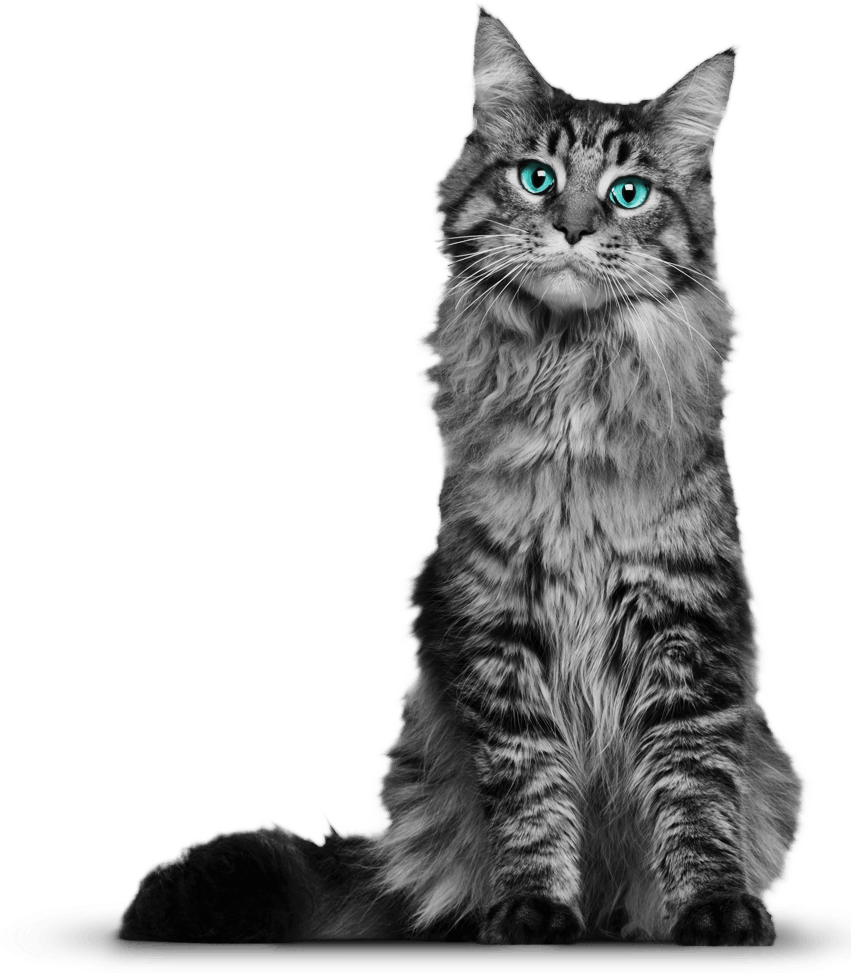 Cat Stickers messages sticker-0