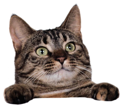 Cat Stickers messages sticker-9