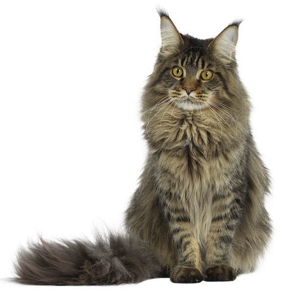 Cat Stickers messages sticker-7