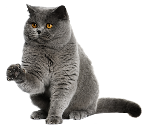 Cat Stickers messages sticker-2