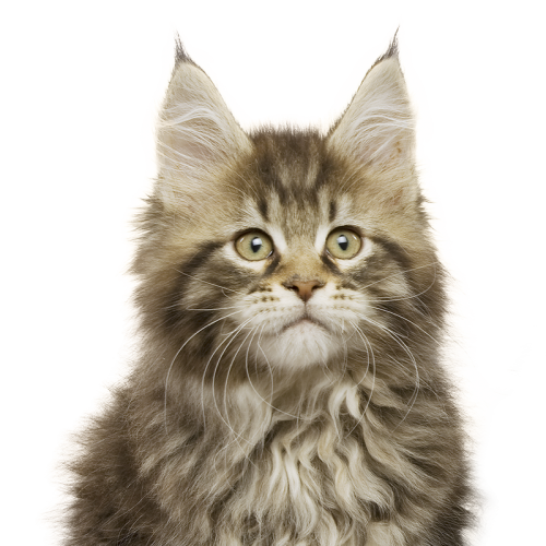 Cat Stickers messages sticker-6