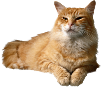 Cat Stickers messages sticker-5