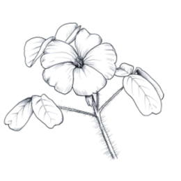 Cactus And Flowers stickers by Weds for iMessage messages sticker-2