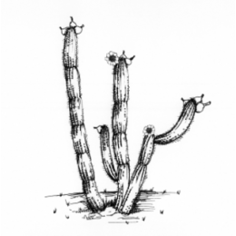 Cactus And Flowers stickers by Weds for iMessage messages sticker-6