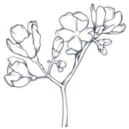 Cactus And Flowers stickers by Weds for iMessage messages sticker-10