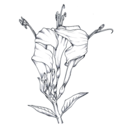 Cactus And Flowers stickers by Weds for iMessage messages sticker-4