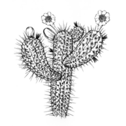 Cactus And Flowers stickers by Weds for iMessage messages sticker-7