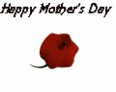 Mother Special - Animated Stickers for iMessage messages sticker-7