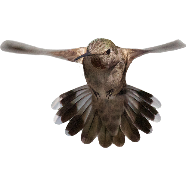 Hummingbird Sticker Pack messages sticker-0
