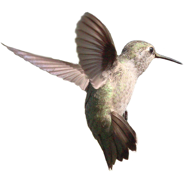 Hummingbird Sticker Pack messages sticker-4