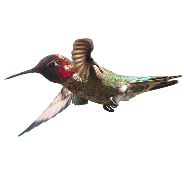 Hummingbird Sticker Pack messages sticker-11