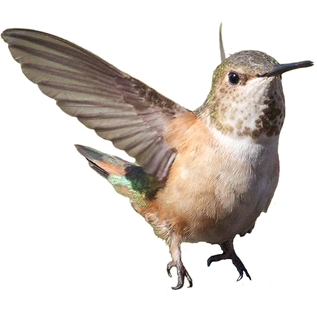 Hummingbird Sticker Pack messages sticker-7