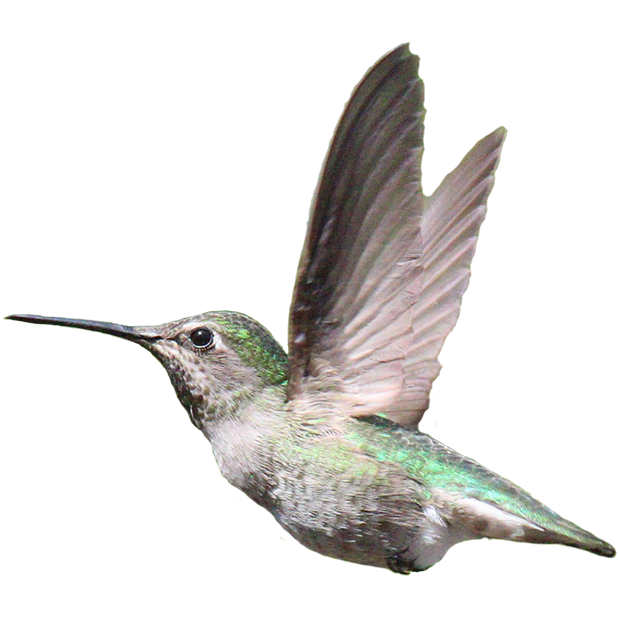 Hummingbird Sticker Pack messages sticker-9