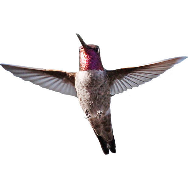 Hummingbird Sticker Pack messages sticker-1