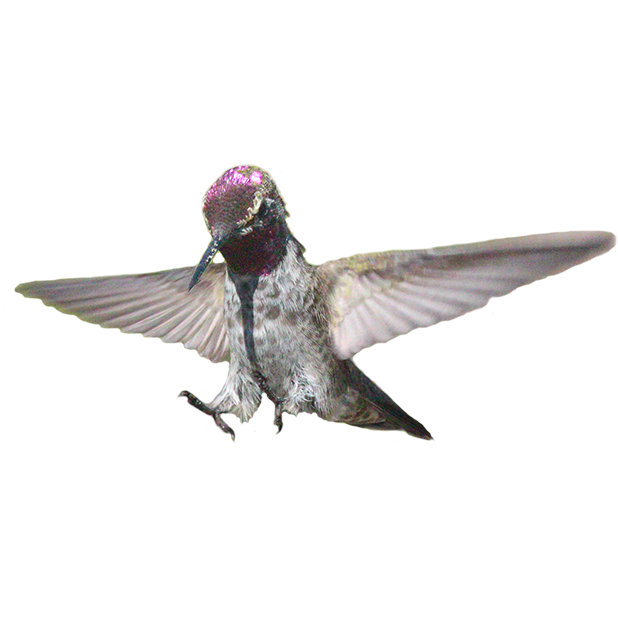 Hummingbird Sticker Pack messages sticker-6