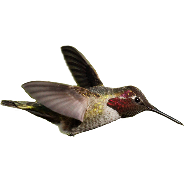 Hummingbird Sticker Pack messages sticker-2