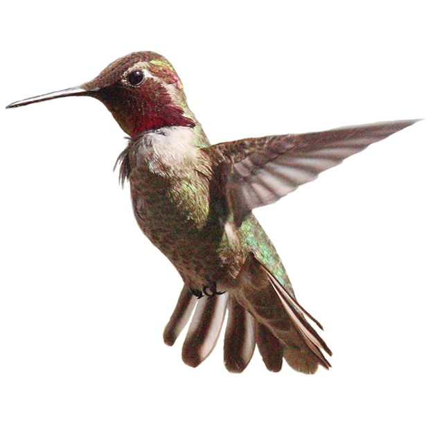 Hummingbird Sticker Pack messages sticker-8