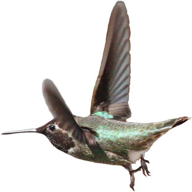 Hummingbird Sticker Pack messages sticker-10